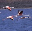Humedal de Guanacache