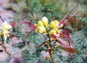 Flor de Lagaa de Perro
