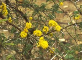 Espinillo en flor