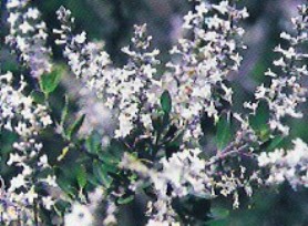 usillo en flor