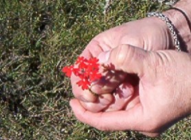 La Verbena de La Toma (San Luis)