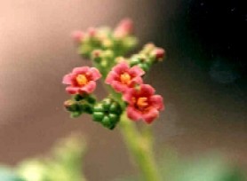 Flor de Jatropa excisa (higuerita)