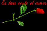 Rosa del amor