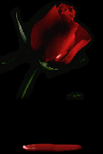 Rosa sangrante