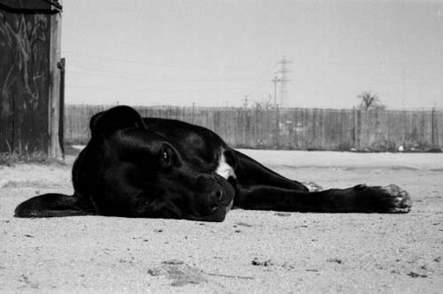 Coockie, Tarde Hedonista de Sol al Sol