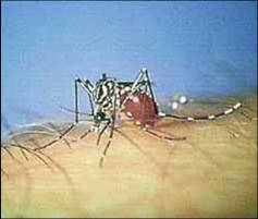 Aedes aegypti, agente vector del dengue