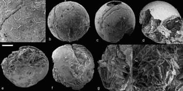 Imágenes tomográficas de los fósiles (imagen de la Universidad de Oxford)