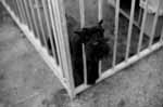 Retratos de Animales Domesticos y Mascotas en Blanco y Negro