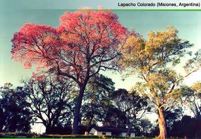 Lapacho Colorado