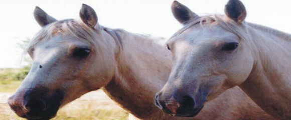 CABALGATAS