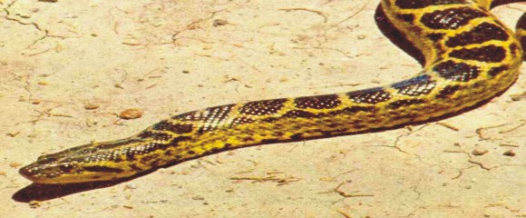 CURIY (Reptil)