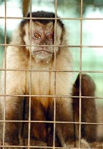 Mono caí (Cebus apella)