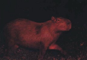 SAFARIS NOCTURNOS