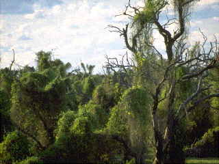 Selva en Galera
