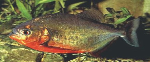 SERRASALMUS