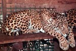 Yaguareté o Jaguar (Leo onca)