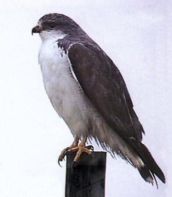 Pjaros Argentinos-Aguilucho Comn