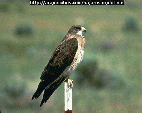 Pjaros Argentinos-Aguilucho langostero