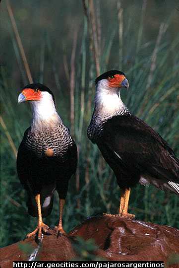 Pjaros Argentinos-Aguila negra