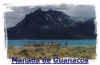 Manada de Guanacos
