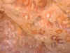 Arte Rupestre