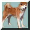 AKITAINU.jpg (16846 bytes)