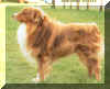 australian_shepherd.jpg (31182 bytes)