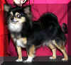chihuahualong.jpg (11090 bytes)