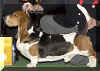 westbasset.jpg (10197 bytes)