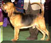 westblodhound.jpg (13598 bytes)