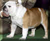 westbulldog.jpg (11777 bytes)