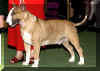 westbullterrier.jpg (45265 bytes)