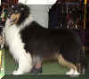 westcollie.jpg (12170 bytes)