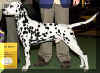 westdalmata.jpg (13233 bytes)