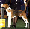 westfoxhoundamericano.jpg (13835 bytes)