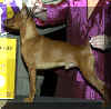 westpinscher.jpg (16418 bytes)