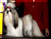 westshihtzu.jpg (53526 bytes)