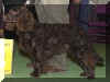 westspanielamerican.jpg (49316 bytes)