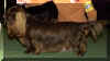 westsussex.jpg (47360 bytes)