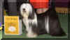 westtibetanterriers.jpg (41293 bytes)