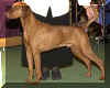 westvizsla.jpg (10104 bytes)