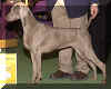westweimaraner.jpg (10096 bytes)