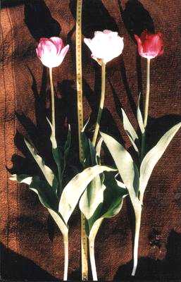 Tulipan en Flor