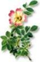 Rosa Mosqueta