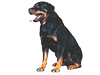 Fotos de Rottweiller