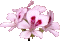 portiadorno.gif (2321 bytes)