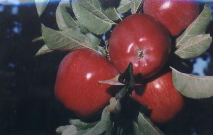 NUESTRA PRODUCCION DE MANZANAS