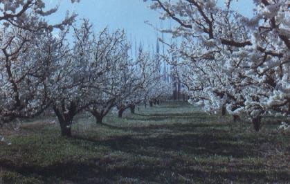 LOS FRUTALES DE NUESTRA COLONIA