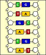 ADN