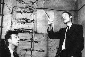 Francis Crick demuestra a James Watson el modelo de la molcula de ADN.